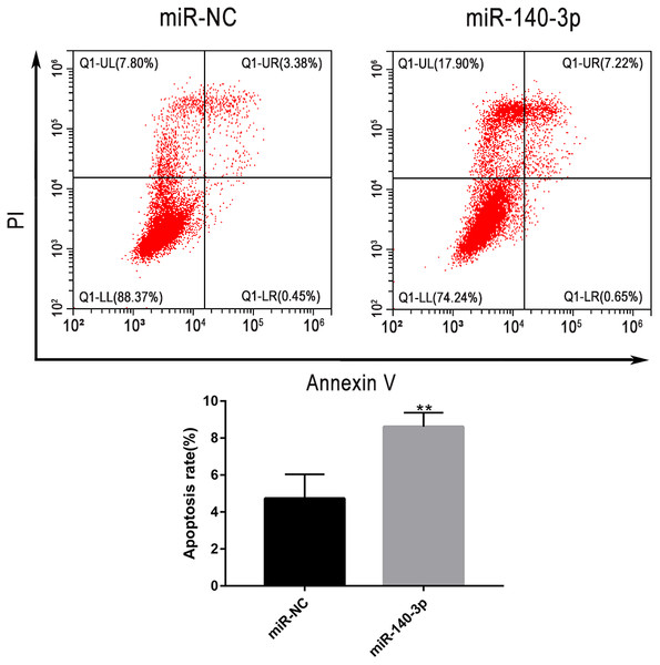 LSC-1 cells were transfected with miR-140-3p and miR-NC, respectively, and Annexin V-FITC and PI staining were performed to detect the percentage of cell apoptosis by flow cytometry.