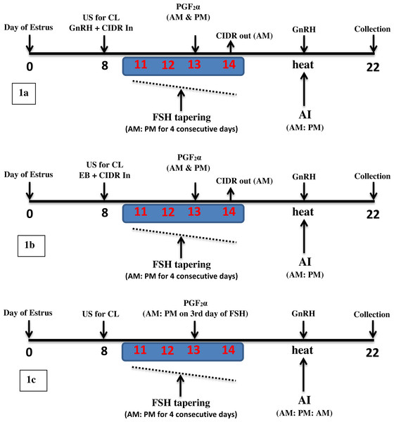 Schematic diagram of three superovulation protocols for dairy cows.