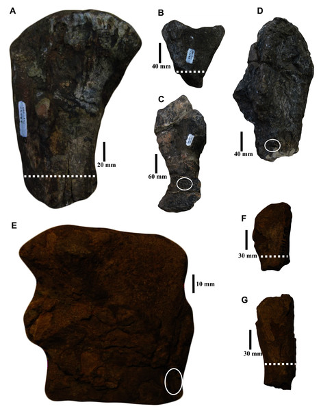 Skeletal elements of Anteosaurus specimens studied.