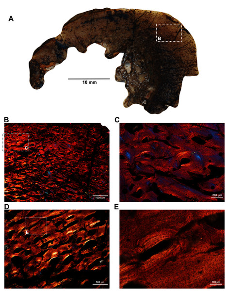 Transverse sections of the proximal radius (SAM-PK-12088b) of Anteosaurus magnificus.