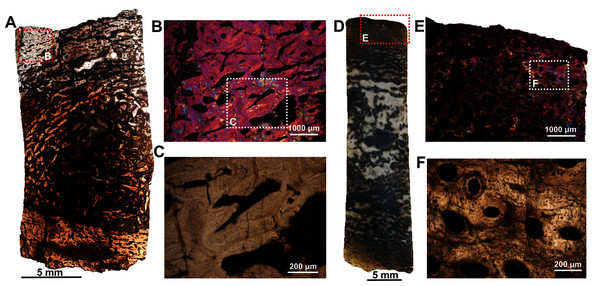 Histological thin section of a core of the ulnae (SAM-PK-12088c–d) of Anteosaurus magnificus under ordinary light (A, C, D, F) and under cross-polarized light with lambda compensator (B, E).