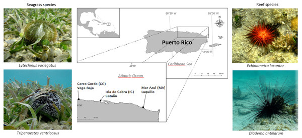 Overview of sample sites in the Northeastern coast of Puerto Rico.