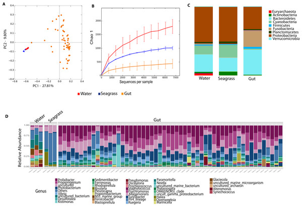 Diversity analyses comparing sample types, including water, seagrass and gut samples from the four sea urchin species.