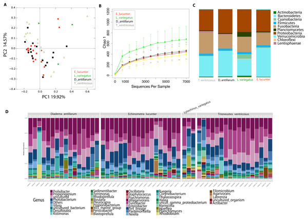 Diversity analyses comparing the four sea urchin species.