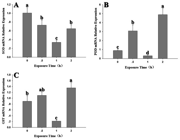 Temporal changes in the expression of antioxidant genes in 2nd instar larvae of F. occidentalis exposed to 35 °C.