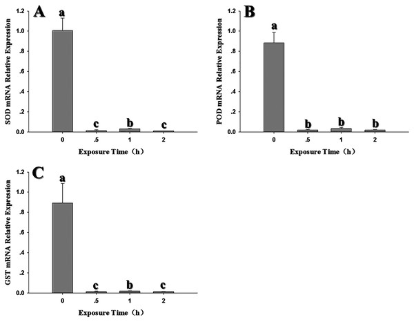 Temporal changes in the expression of antioxidant genes in 2nd instar larvae of F. occidentalis exposed to −4 °C.