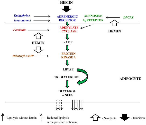 The schematic representation of the action of lipolytic agents used in the study and effects induced by hemin in the rat adipocytes.