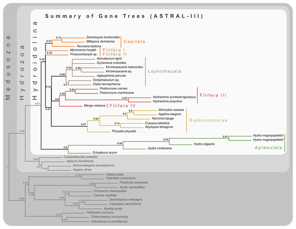 Cladogram of statistical gene tree summary derived from the most common quartet trees obtained from 134 bootstrapped gene trees.