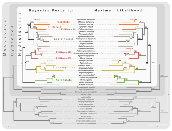 Bayesian and maximum likelihood phylogenies inferred from concatenated amino acid alignment.