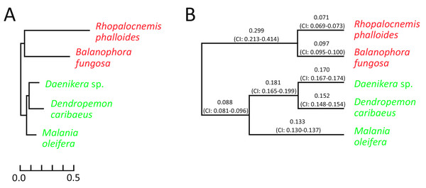 Evolutionary parameters of nuclear genes in the studied Santalales.