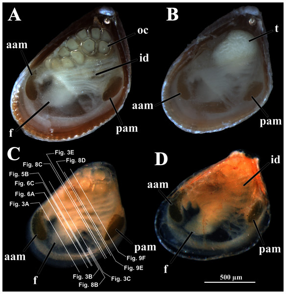 Warrana besnardi—Female (A, C, D) and male specimens (B), as viewed from the left side.