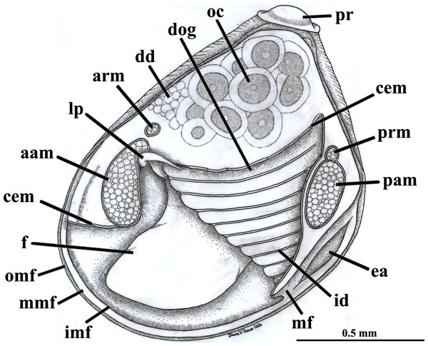 Warrana besnardi—Anatomy, with focus on the pallial cavity, as viewed from the left side after removal of the left shell valve and mantle lobe.