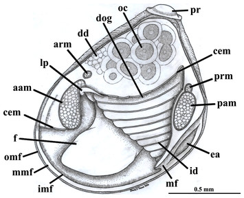 When size matters: the first comprehensive anatomical study of a ...