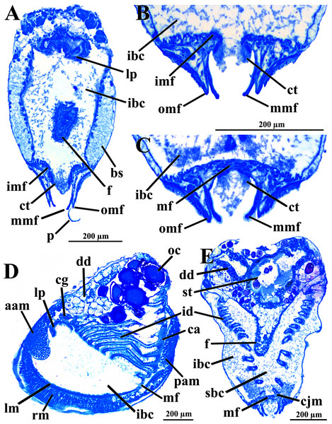 Warrana besnardi—Anatomy, as viewed by transversal (A, B, C, E) and parasagittal (D) histological sections.