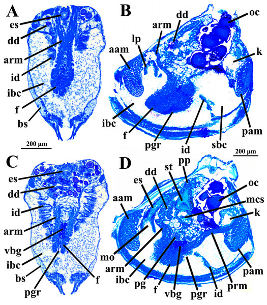 Warrana besnardi—Transversal (A, C) and parasagittal (B, D) histological sections showing foot (including vestigial byssal gland and associated pedal groove, pedal ganglion, and musculature), digestive system, and kidney.