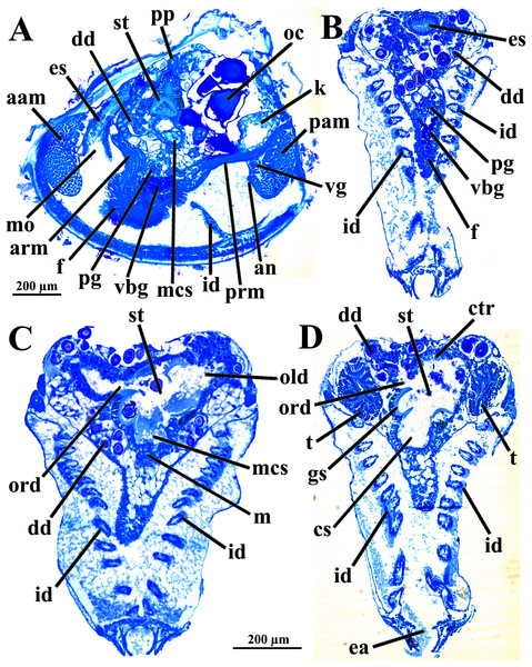 Warrana besnardi—Sagittal (A) and transverse (B–D) histological sections, showing the digestive tract.