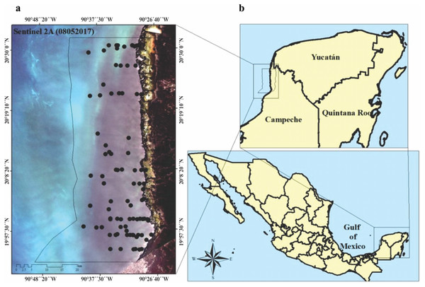  (A) Study area, imagen showing the location of seagrass (black circles), preprosed Sentinel 2A image. Image was acquired on May 8, 2017 (Path/Row: 21/46) pixel size 10 m. Black line (LPBR limits). (B) Los Petenes Biosphere Reserve (LPBR), in the Gulf of Mexico in Campeche, México.