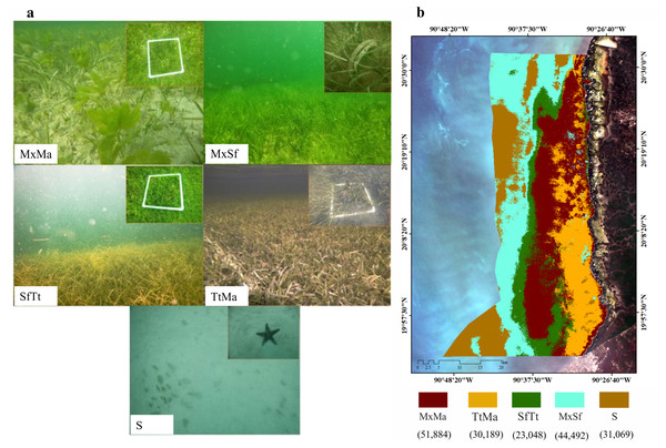 Seagrass meadows.