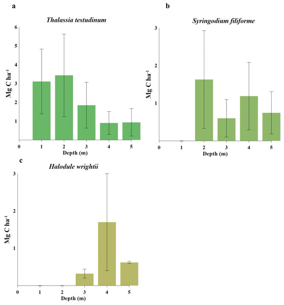 Carbon stocks of seagrass species at different water depths(1–5 m depth): (A) comparison of Thalassia testudinum. (B) comparison of Syringodium filiforme. (C) comparison of Halodule wrightii.