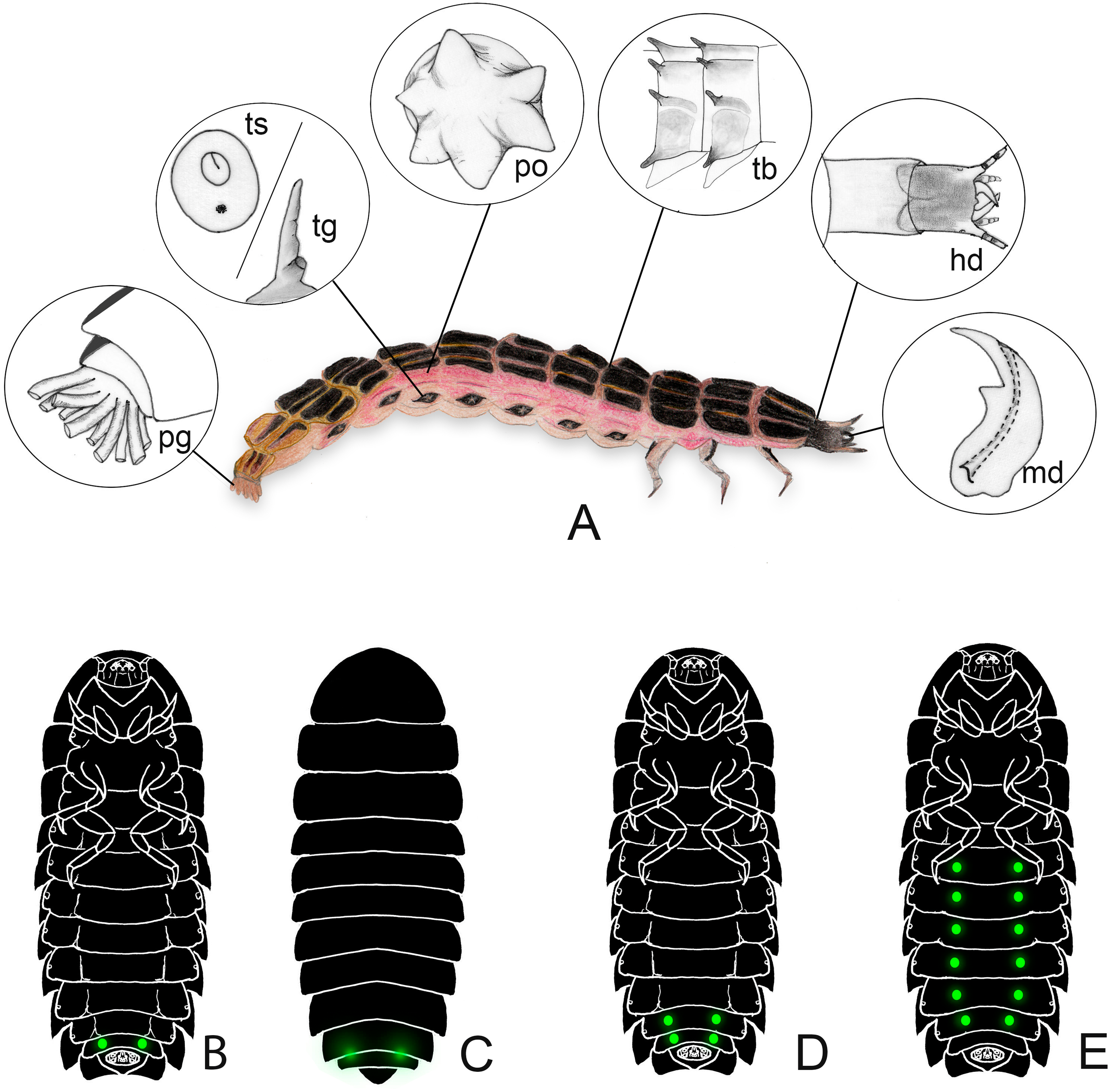 A comprehensive review and call for studies on firefly larvae [PeerJ]