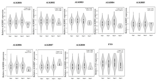The relationship of AlkB family and pathology stages in HCC patients.