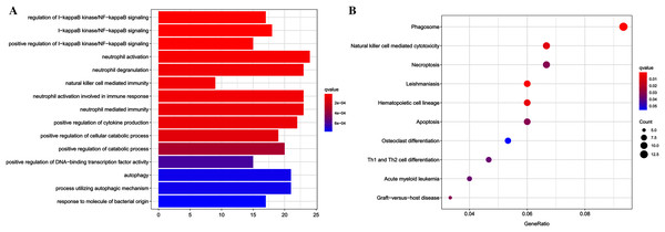 Results of functional enrichment analysis.