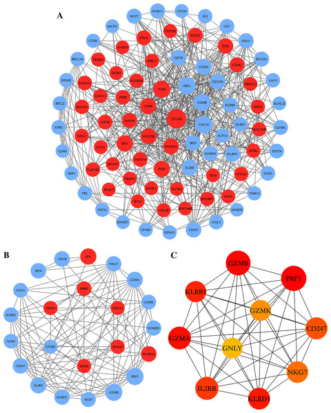 PPI network construction and module analysis.