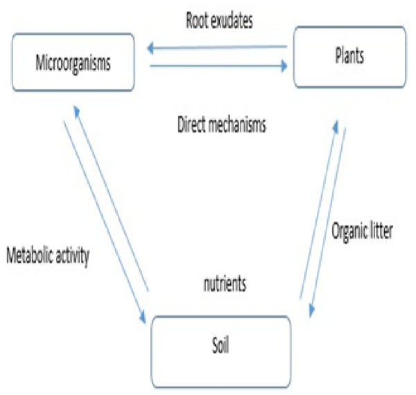 Role of root exudates in ecosystem function.