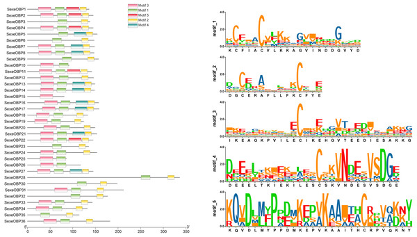 The distribution pattern and SeqLogo of the protein motifs in Spodoptera exempta odorant-binding proteins (OBPs).