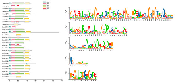 The distribution pattern and SeqLogo of the protein motifs in Spodoptera exempta chemosensory proteins (CSPs).