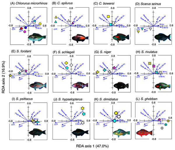 Results of the redundancy analysis (RDA) to explain the association between the spatial distribution of the 12 parrotfish species and environmental characteristics.