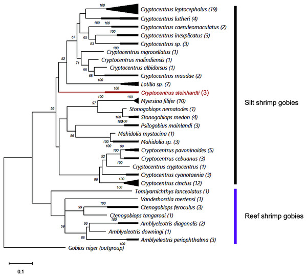 ML phylogenetic analysis of all available COI sequences of shrimp-gobies.