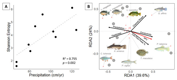 (A) Fish Shannon-Hill diversity plotted against annual precipitation (cm/yr); (B) fish community ordination using Hellinger transformation and redundancy analysis. Axes labels display the proportion of the variance explained as a percentage.