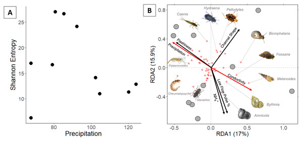 (A) Invertebrate diversity plotted against annual precipitation (cm/yr); (B) invertebrate community ordination using Hellinger transformation and redundancy analysis.