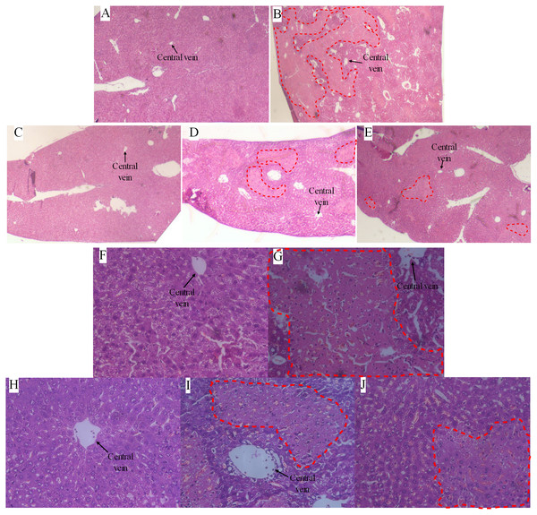 Photomicrographs of representative sections of liver at 24 h after Con A injection.