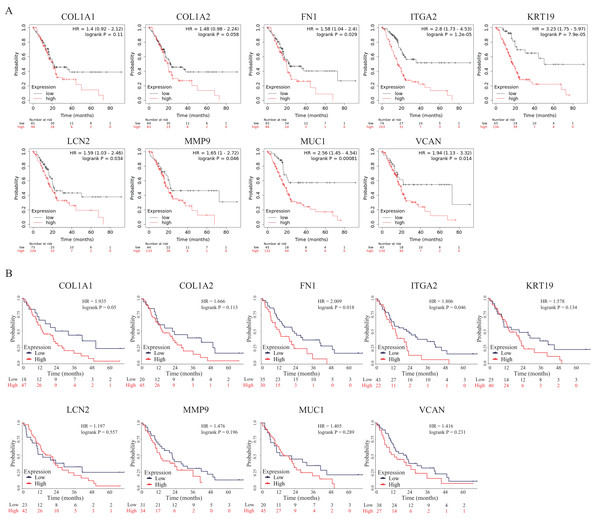 OS of the nine hub genes (COL1A1, COL1A2, FN1, ITGA2, KRT19, LCN2, MMP9, MUC1 and VCAN) in PDAC patients analyzed by (A) Kaplan–Meier plotter and the validation; (B) GEO dataset GSE62452.