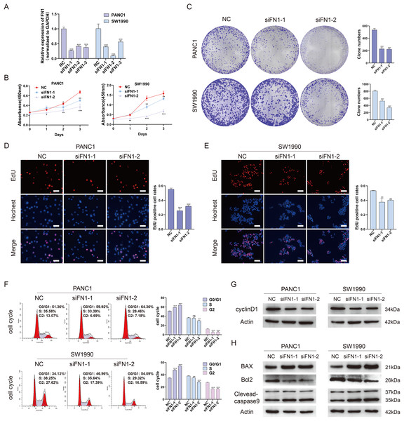 Depletion of FN1 inhibited cell proliferation, blocked cell cycle and induced apoptosis of PDAC cells.