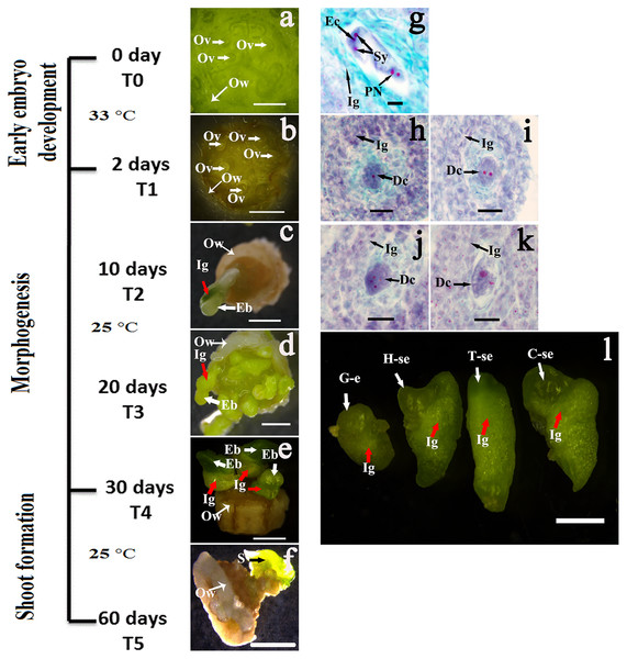 Embryogenic process of ovary culture in cucumber.