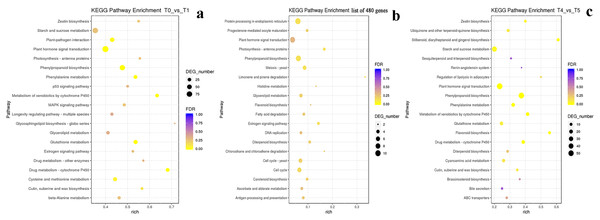 KEGG pathway enrichment analysis based on the differentially expressed genes.