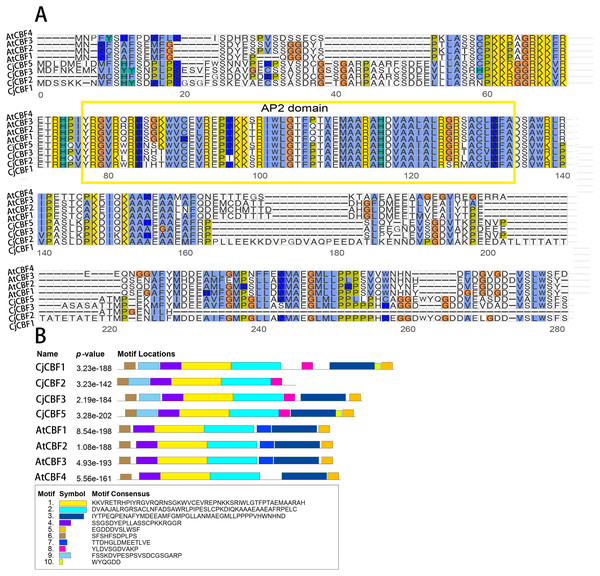 Multiple sequence alignment of CBFs gene and Conservative motif analysis.