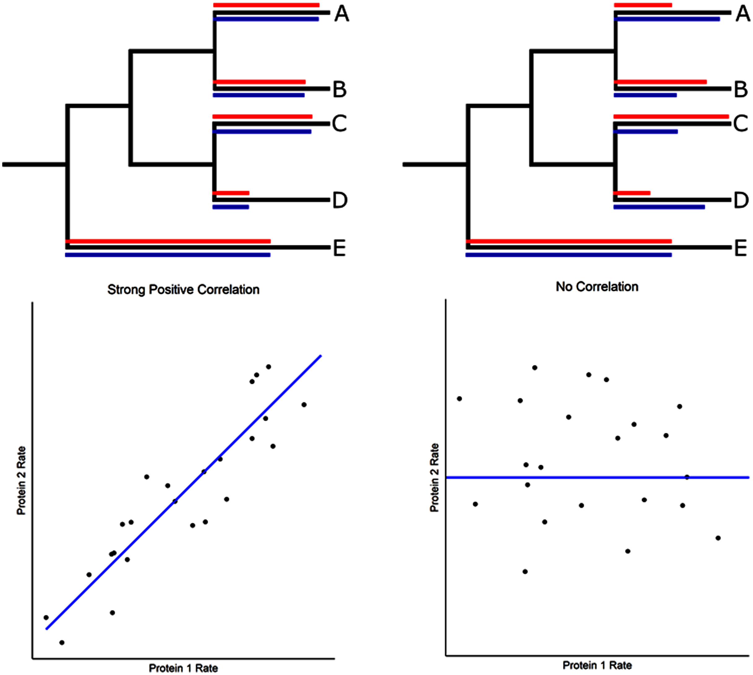 Novel ACE2 protein interactions relevant to COVID-19 predicted by evolutionary rate correlations PeerJ