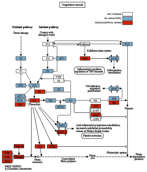 Modified KEGG coagulation pathway.