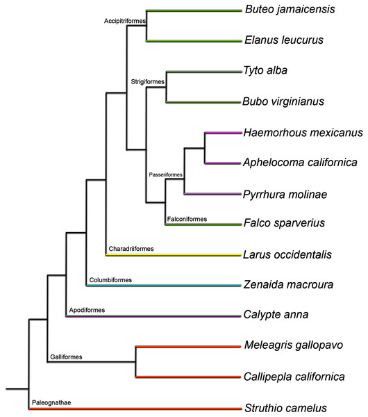 Phylogenetic tree used as evolutionary context in this study (topology based on Prum et al. (2015); branch lengths shown here do not reflect time calibration of the original tree).