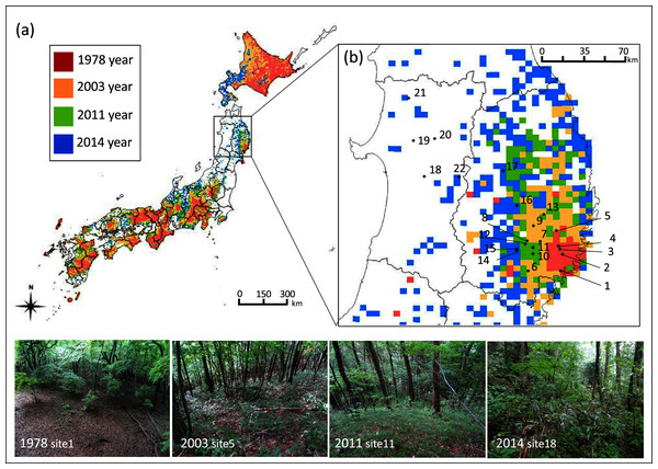 Geographic location of study sites in northern Japan and the five km meshed area categorized into four sika deer establishment years.