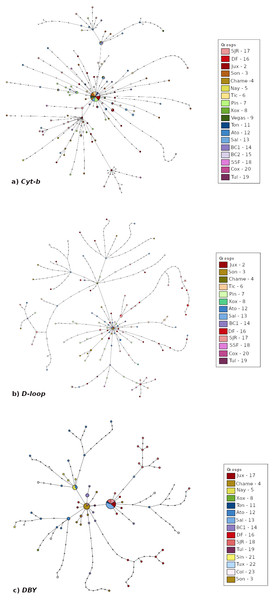 Median joining haplotype network built based on (A) Cyt-b, (B) D-loop, and (C) DBY markers for Leptonycteris yerbabuenae.