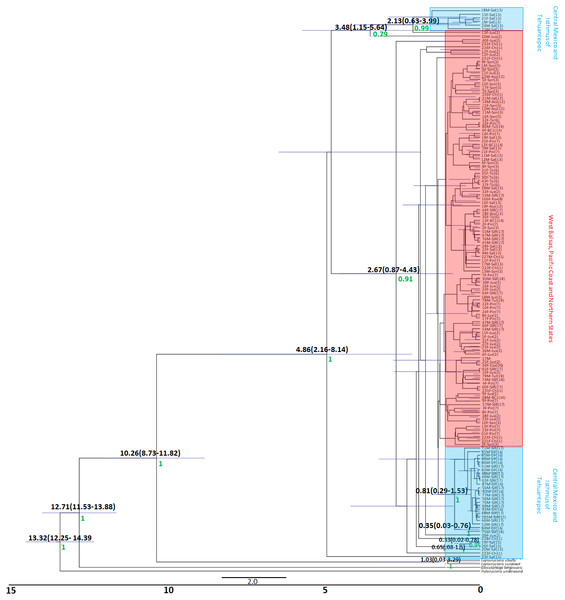D-loop Gene genealogy.
