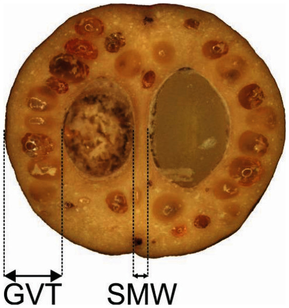 Measurements of the characters of the endocarp internal structure: C. mas cross section (×6.9), GVT, SMW.