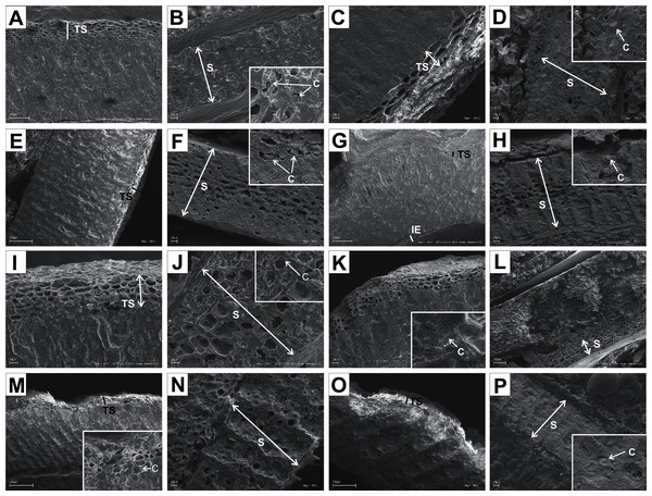 SEM micrographs of sections of endocarps of C. racemosa (A–B), C. macrophylla (C–D), C. foemina (E–F), C. walteri (G–H), C. amomum (I–J), C. obliqua (K–L), C. alternifolia (M–N), C. controversa (O–P).
