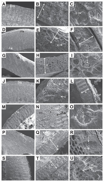 SEM micrographs of cross- and longitudinal sections of endocarps of C. alba (A–C), C. sericea (D–F), C. occidentalis (G–I), C. drummondii (J–L), C. bretchsneideri (M–O), C. sanguinea (P–R), C. australis (S–U).