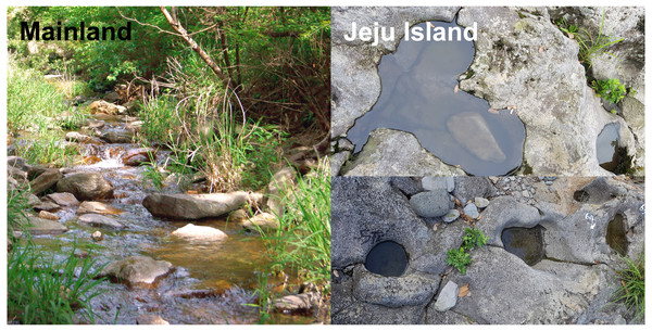 Images showing the differences in habitat between mainland (left; non-ephemeral) and Jeju Island (right; ephemeral) streams.